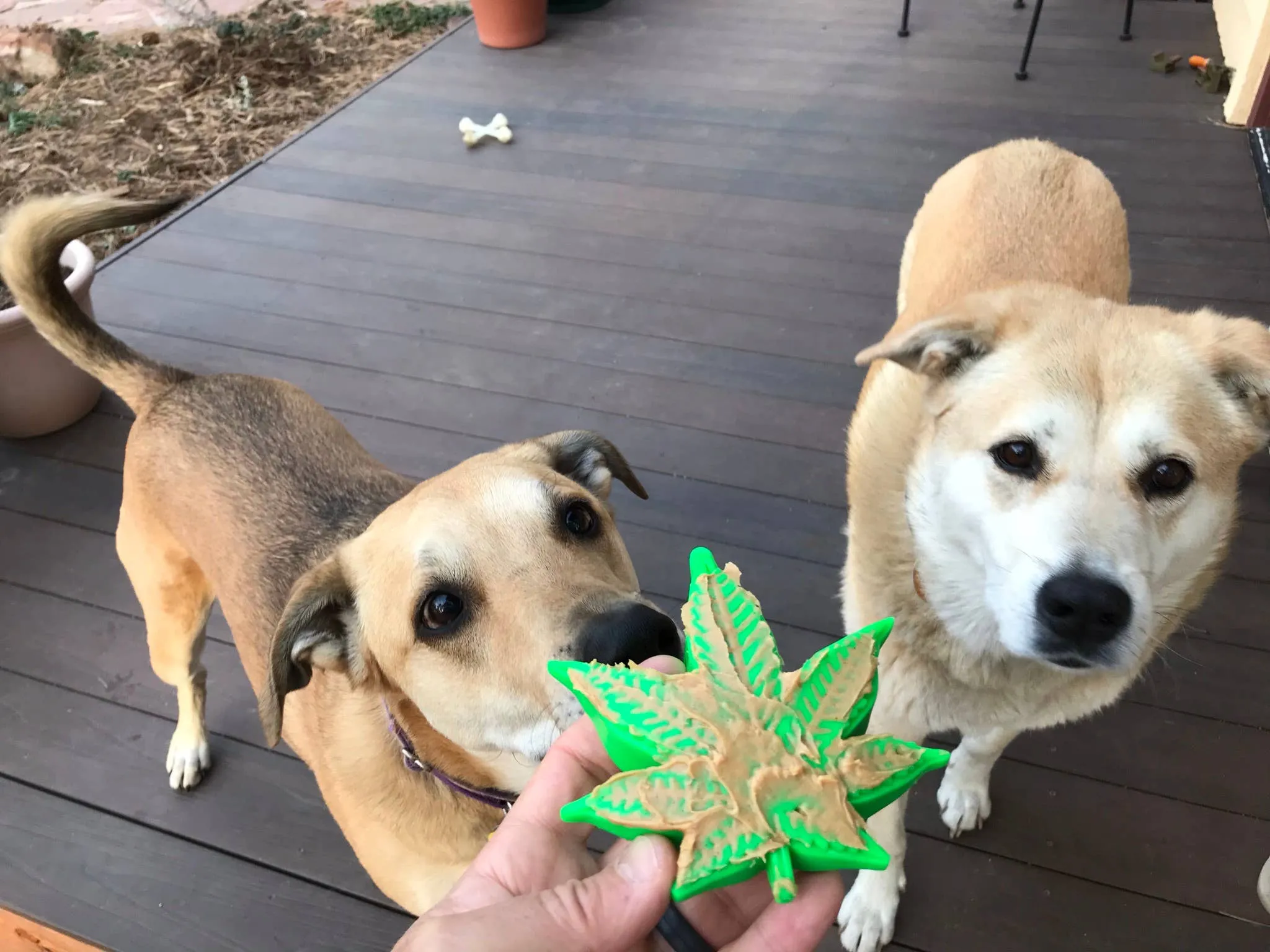 Colorado "Maple Leaf"