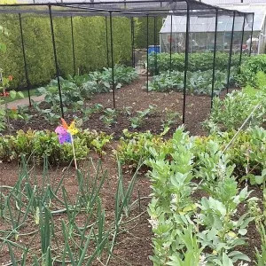 Premium Fruit Cage Height 1.9m - Green Soft Butterfly Netting - Various Sizes